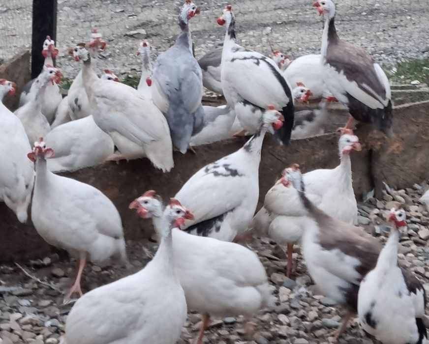 Ouă de bibilică culori rare