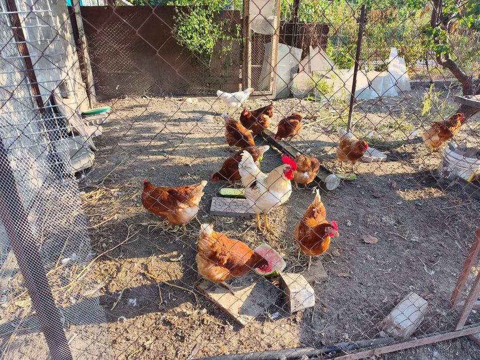 Продам курей ломан браун
