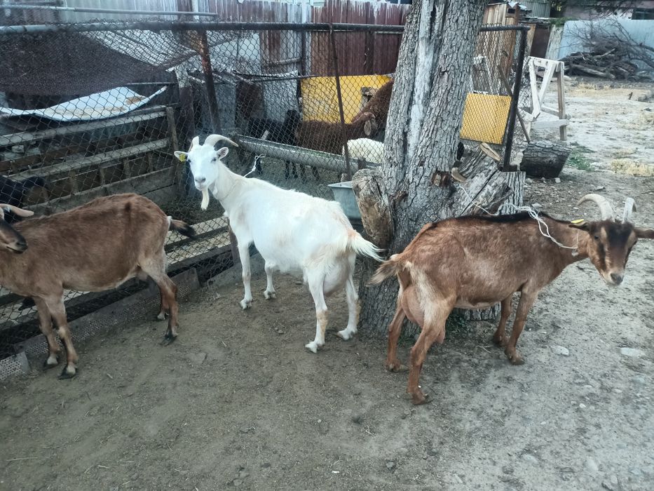 Самарадағы ескі жезөкшелер