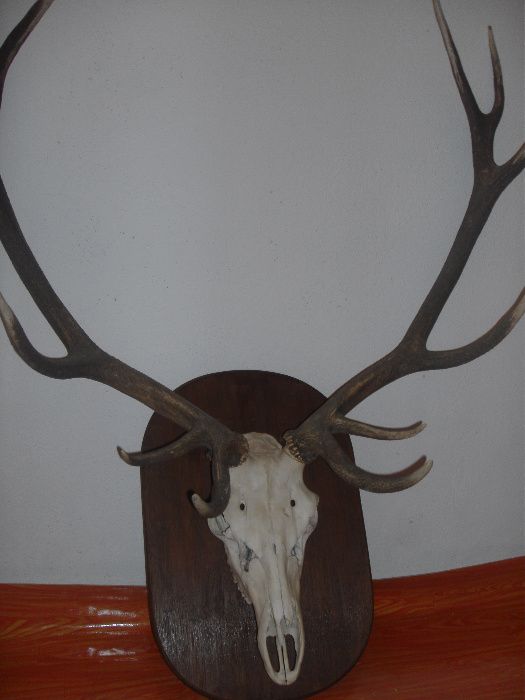 рога от благороден елен
