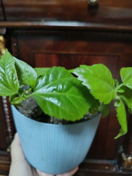 Гибискус и Каланхое комнатные