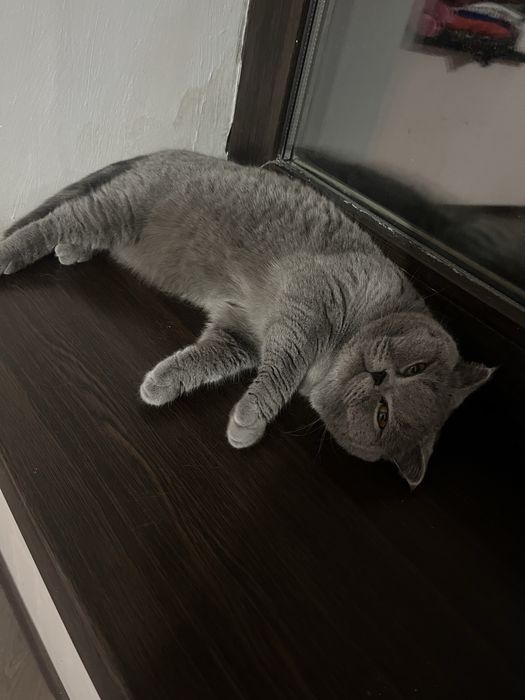 Продам Британца кошку срочно