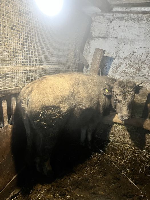 Бычки на откорме стоят