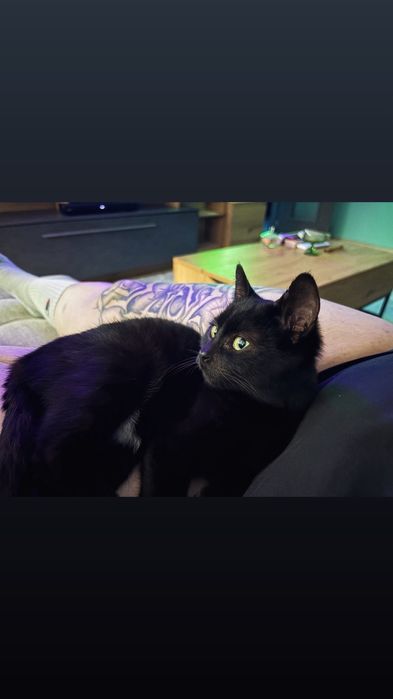 Подарявам малко черно женско коте с ваксини и осигурена кастрация