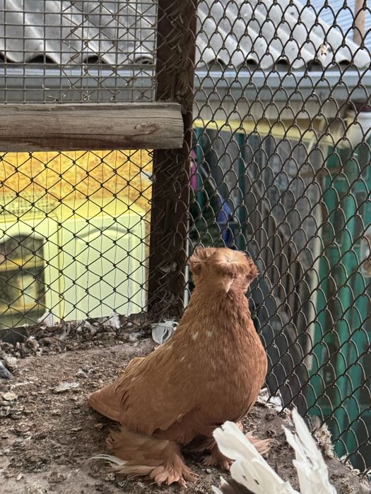 Продаю бухарских голубей