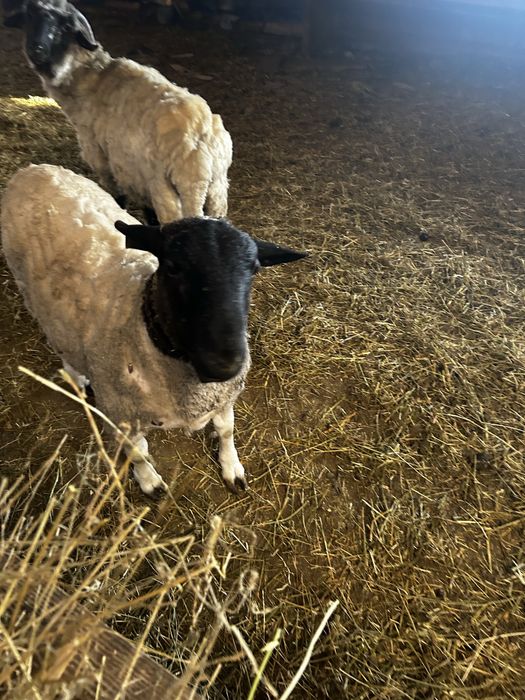 Berbec Dorper Masiv Activ si Bun de Monta