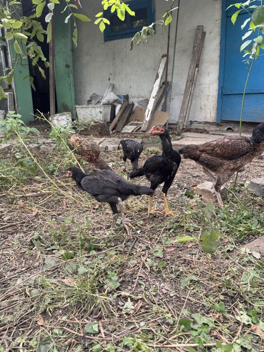 Продам дакан кури