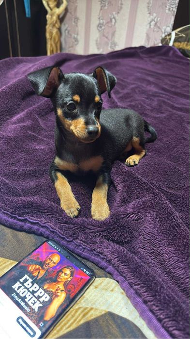 Пинчер сладко бебе