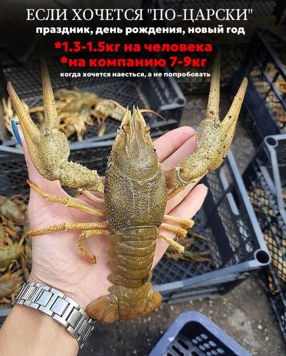 Раки живые и Варёные доставка