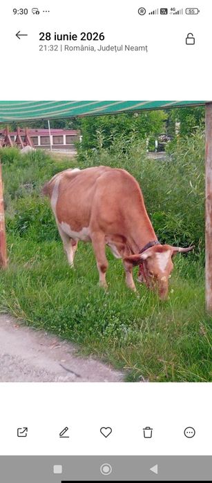 Vaca de talie mare