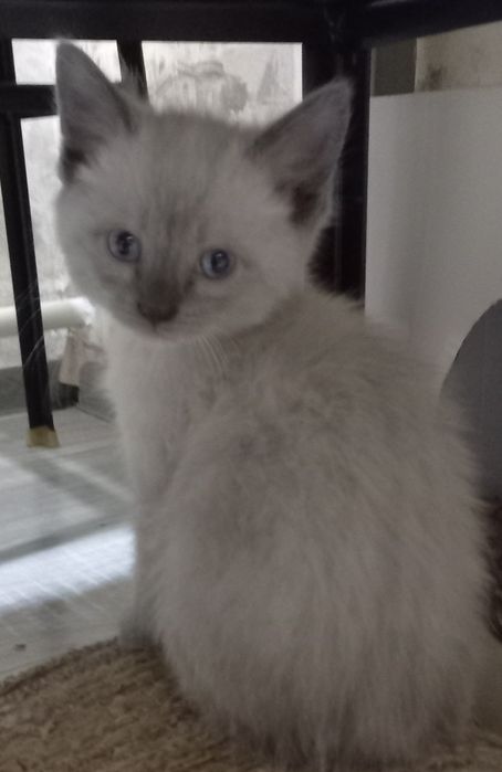 Милые и игривые котята