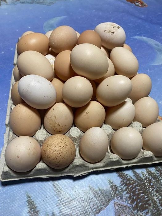 Oua , Brahma HD , Australop , Wiandote , Susex si Leghorn