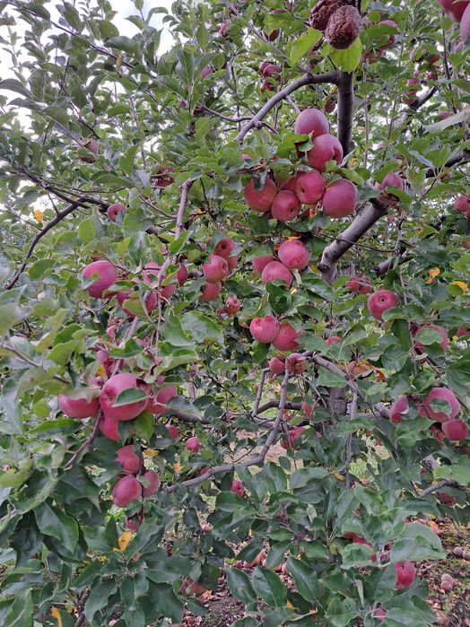 Mere Jonathan, Florina si Idared