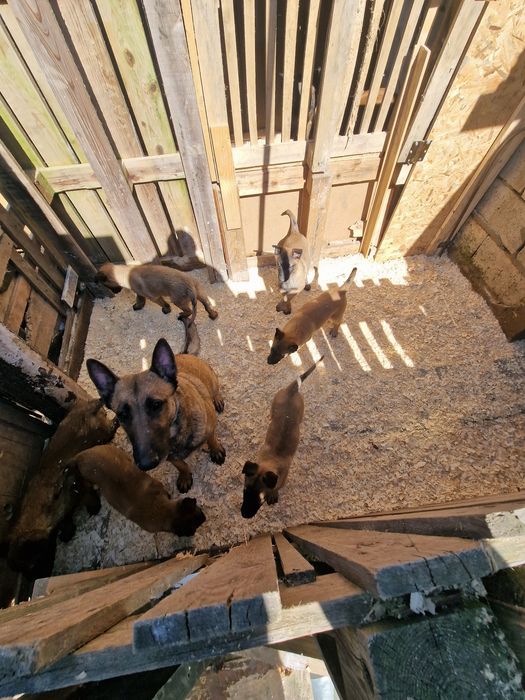 Бебета Малиноа с поставени 2 ваксини