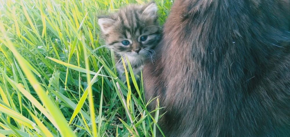 Отдам кошку и котят