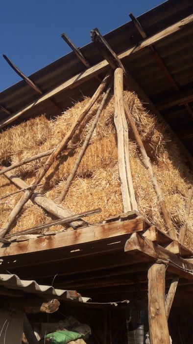 Mosh Somon pris sotiladi