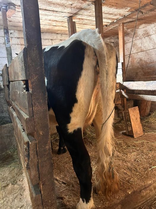 Vând  vacă  la alegere