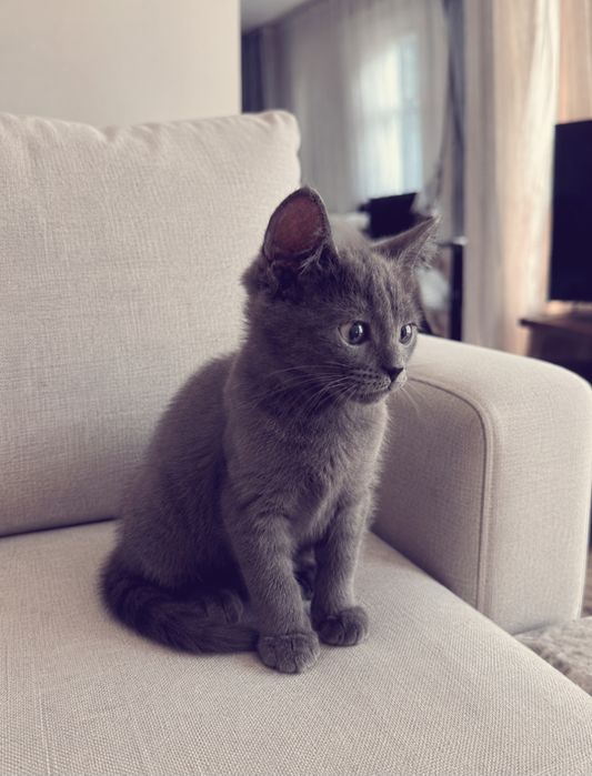 Котенок пепельный