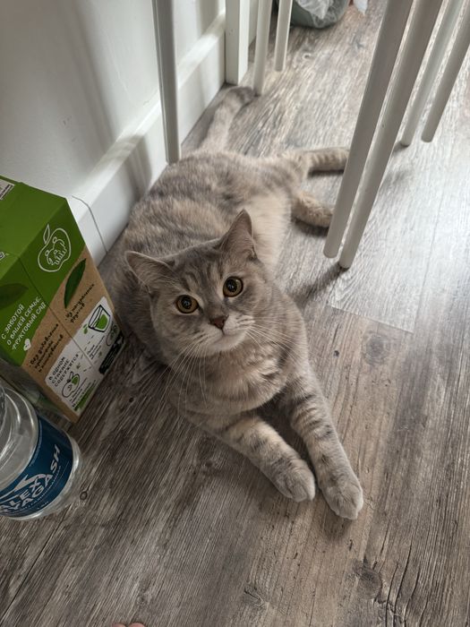 Продам кошку британка