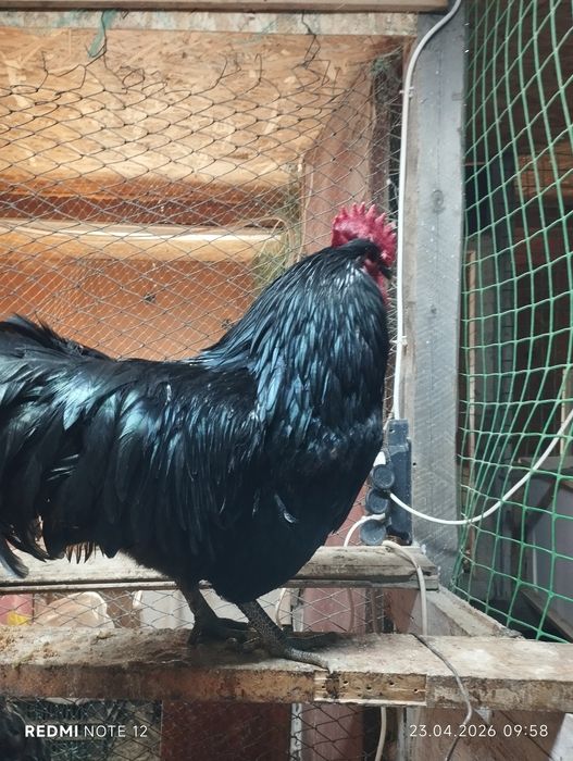 Яйцо для инкубатора