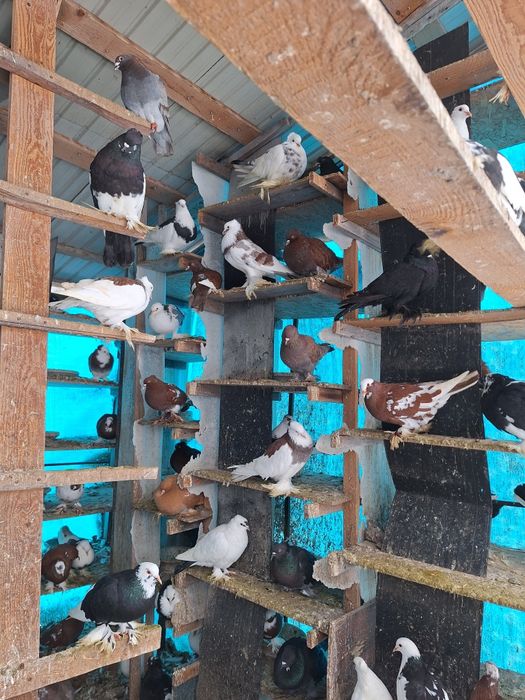 Vand porumbei incaltati