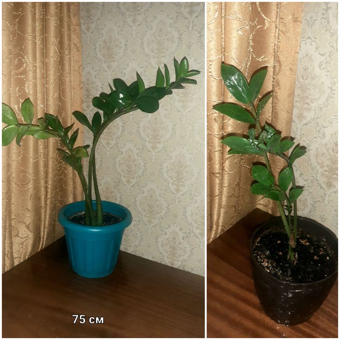 Антуриум, замиакулькас  и др. Распродажа