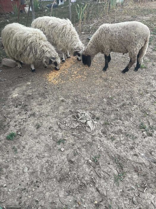 vand doi berbecuti si o meala