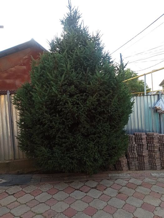Ёлка пышная продам 4 метра высота