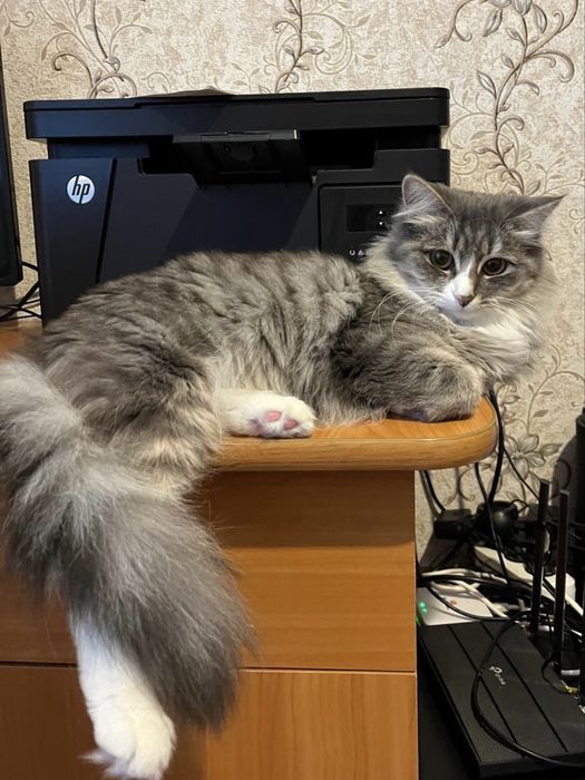 Отдам котенка девочку бесплатно
