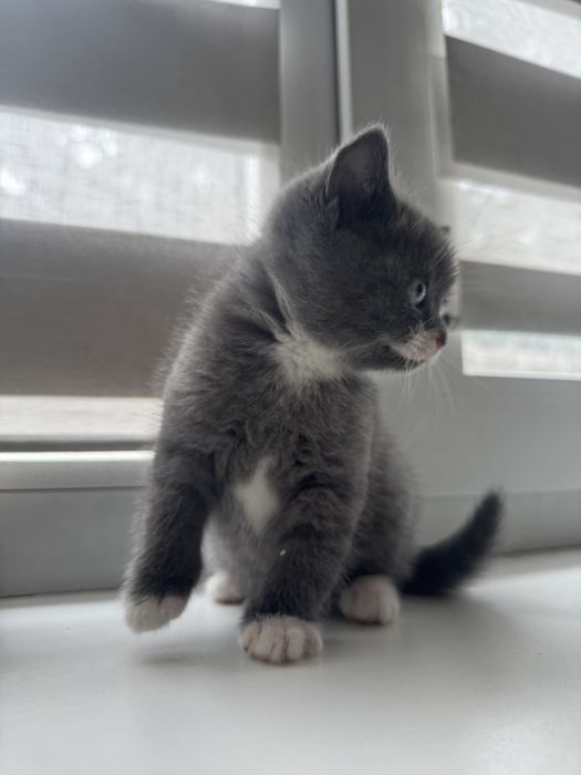 Котенок британец мальчик !