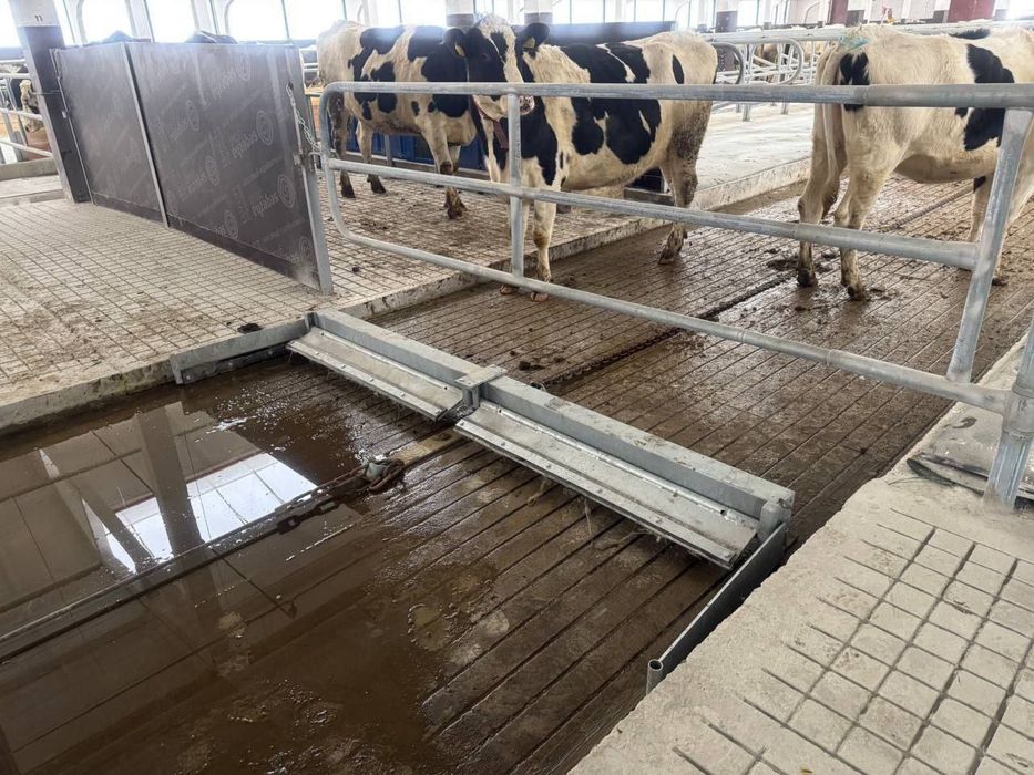 Дельта скрепер ( Оборудование для удаление навоза) Гўнг суриш ускунаси