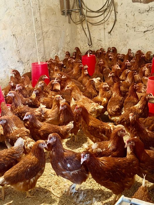 Куры ломан браун молодкий