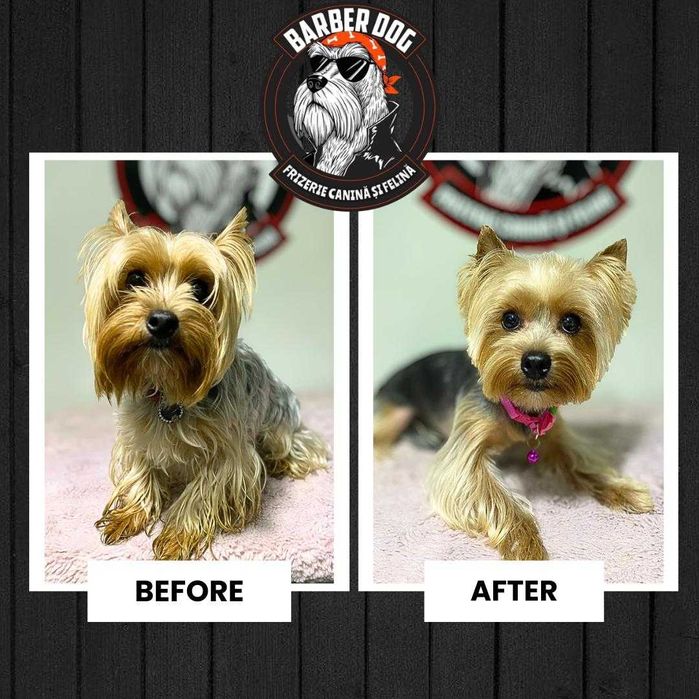 Frizerie Canina si Felina la domiciliu Bucuresti/Ilfov