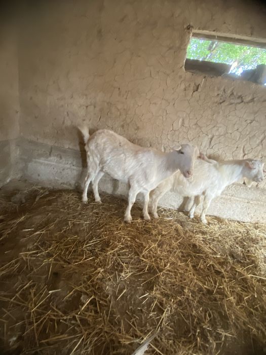 Орыс ешкілері сатылады бірінші тума екі үш айда және туады келісіп бер