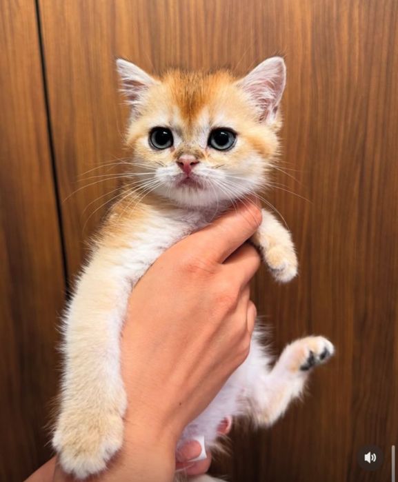 Золотые котята мимимишки