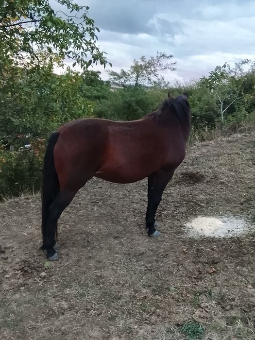 Vând mânză de 2ani foarte blândă