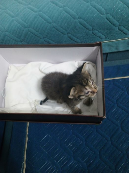 Котенок отдам даром
