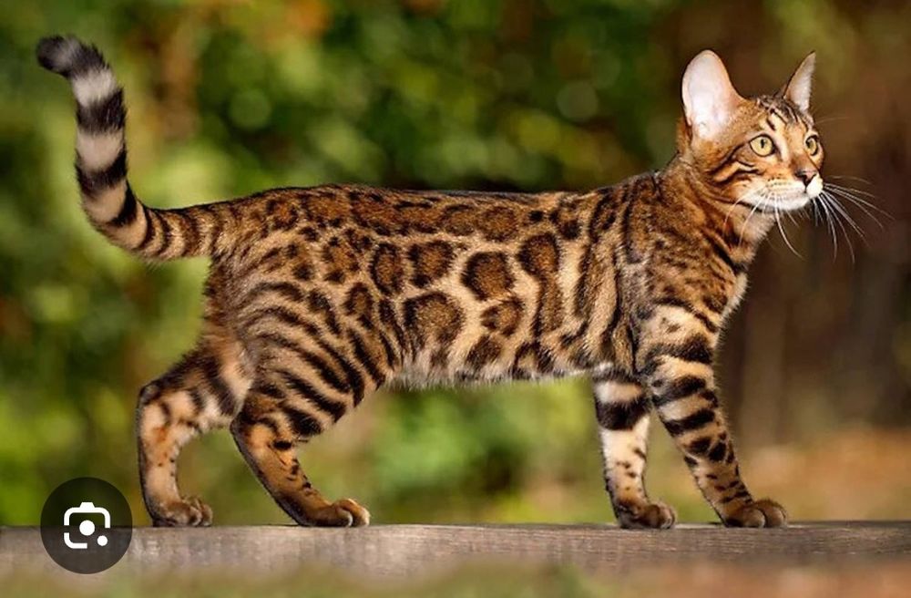 Требуется кот бенгал