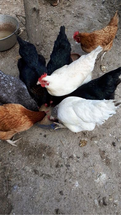 Продам кур, домашние, несушки