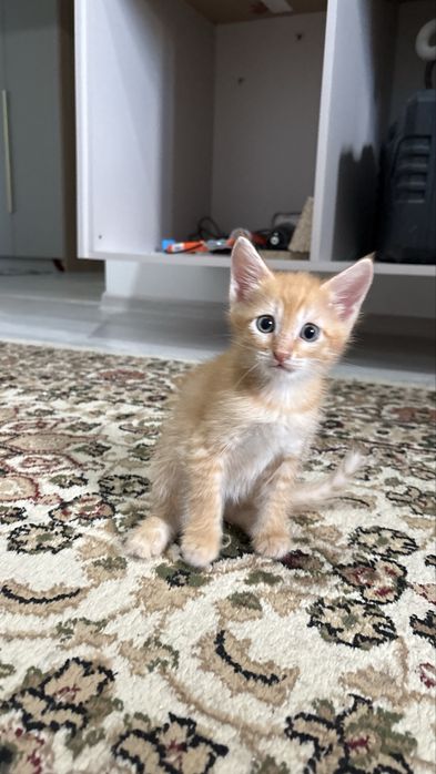 отдам котят в добрые руки