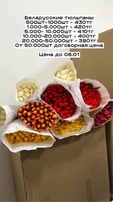 Оптовая продажа тюльпанов