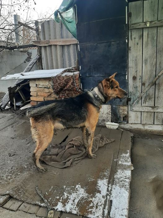 В хорошие руки отдаётся