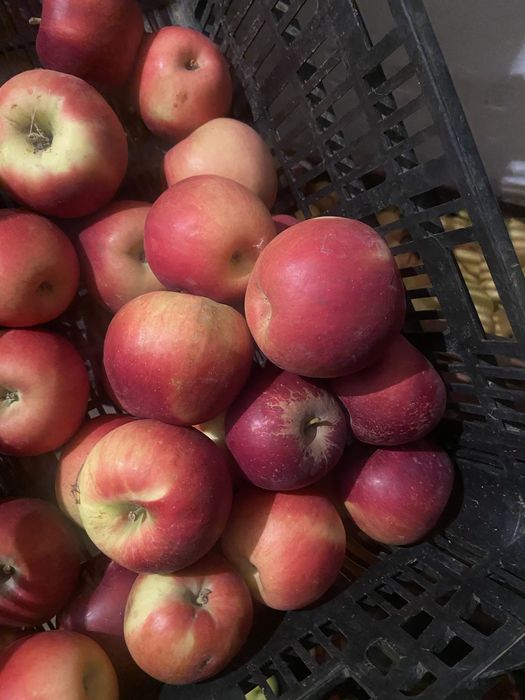 Продам Яблоки Сорт Айдарет