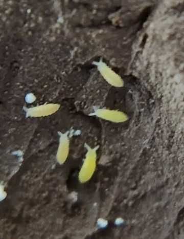 Продавам Колемболи / Вилоскачки/Спрингтейли/ Springtails