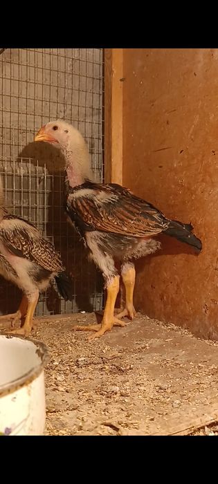 Dakan jojala sotiladi