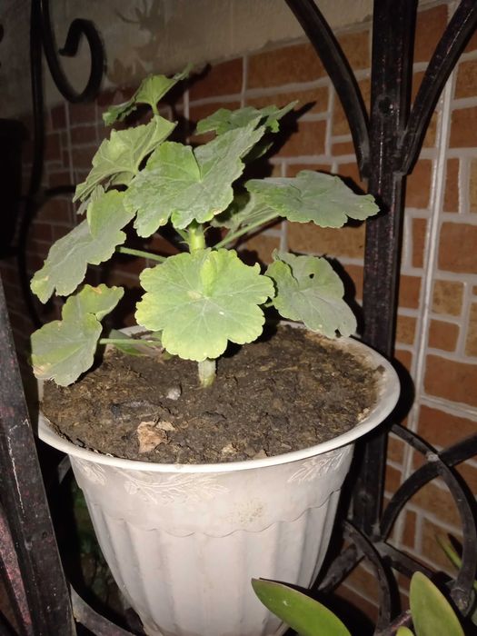 Продаётся цветы (комнатные)