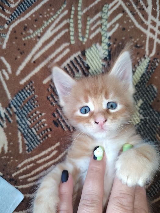 Мейнкуны котята рыженькие