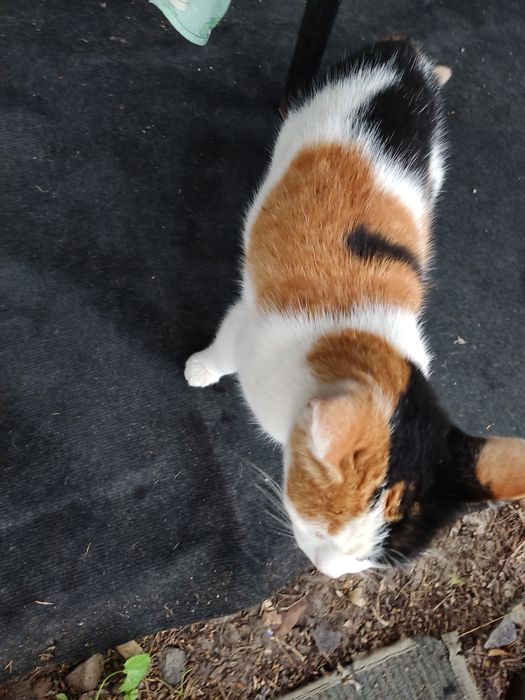 Кошечка в добрые руки