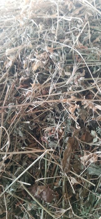 Vând lucernă vrac calitate foarte bună