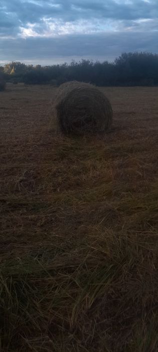 Продажа либо обмен Сено рулоны пресс пр 145